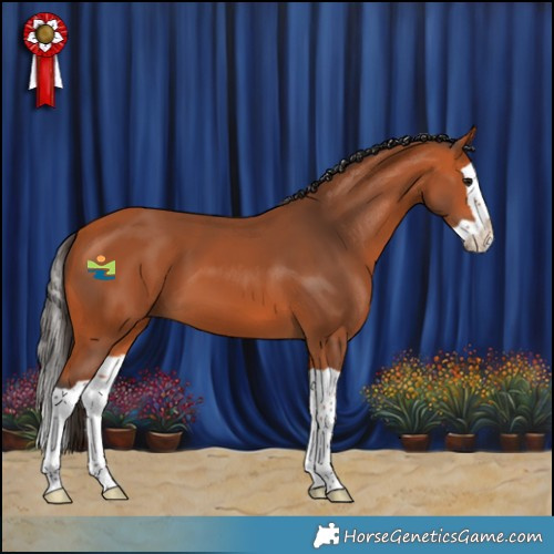 Horse Color:Bay Splash 