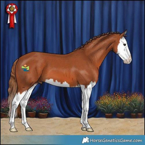 Horse Color:Chestnut Splash