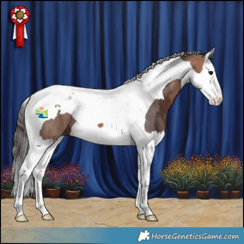 Horse Color:Bay Merle Splash Tobiano 