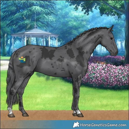 Horse Color:Black Merle 