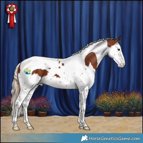 Horse Color:Chestnut Splash Tobiano