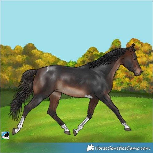 Horse Color:Brown Tobiano