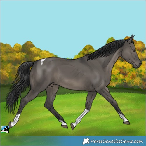 Horse Color:Grullo Tobiano 