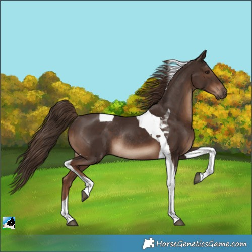 Horse Color:Liver Chestnut Tobiano Rabicano