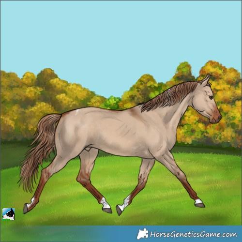 Horse Color:Red Dun Tobiano Rabicano 