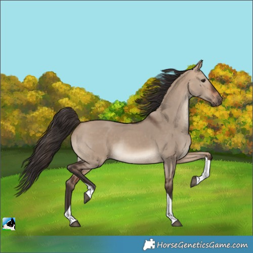Horse Color:Bay Dun Tobiano 