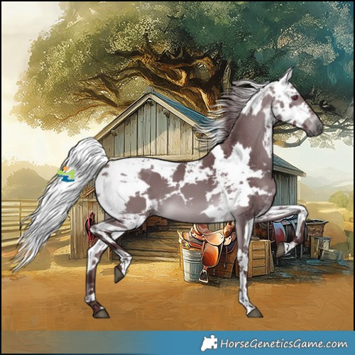 Horse Color:Chocolate Brown Chinchilla Harlequin Merle