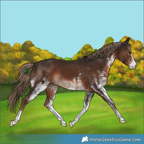 Horse Color:White Spotted Liver Chestnut 