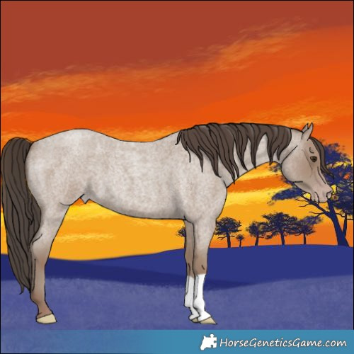 Horse Color:Classic Champagne Roan