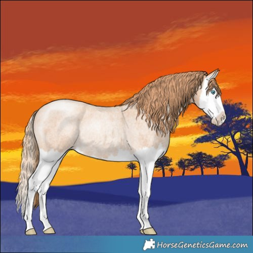 Horse Color:Gold Champagne Roan Splash Rabicano 