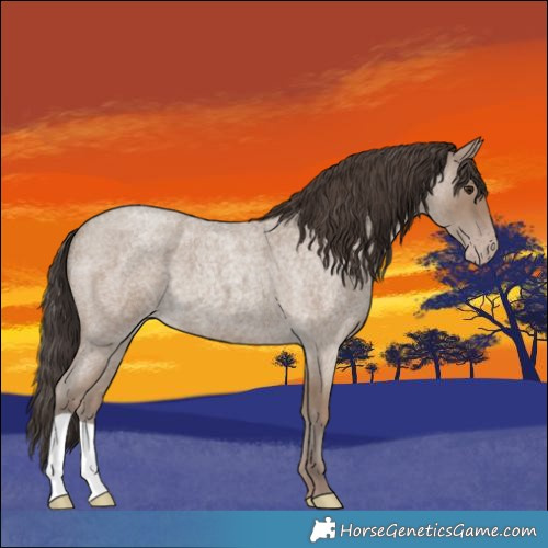 Horse Color:Classic Champagne Roan 
