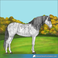 Horse Color:White Spotted Blue Roan Rabicano  and White Spotted Blue Roan Rabicano 