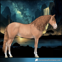 Horse Color:Gold Champagne 