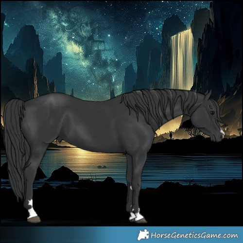 Horse Color:Black 
