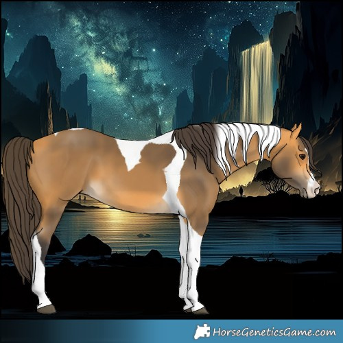 Horse Color:Buckskin Tobiano