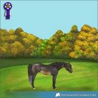 Horse Color:Buckskin 