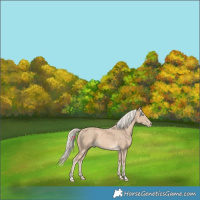 Horse Color:Cremello 