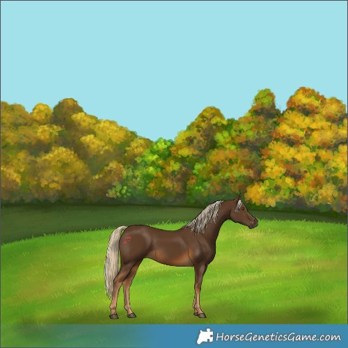 Horse Color:Chocolate Palomino