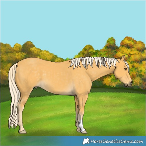 Horse Color:Palomino 