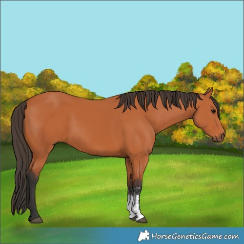 Horse Color:Bay Sabino 
