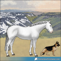 Horse Color:Brown Onyx Sabino
