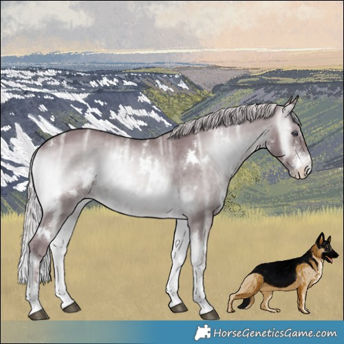 Horse Color:White Spotted Chocolate Silver Brown Chinchilla Ice Onyx Sabino 
