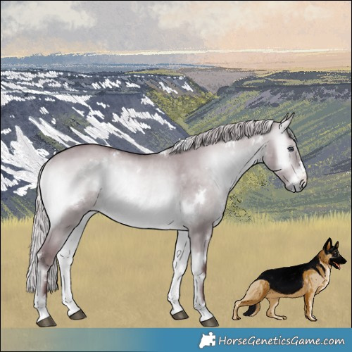 Horse Color:White Spotted Chocolate Silver Brown Chinchilla Onyx Rabicano