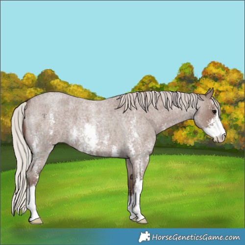 Horse Color:Silver Blue Roan Sabino 