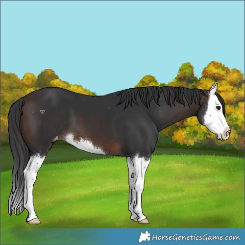 Horse Color:Bay Splash Appaloosa 