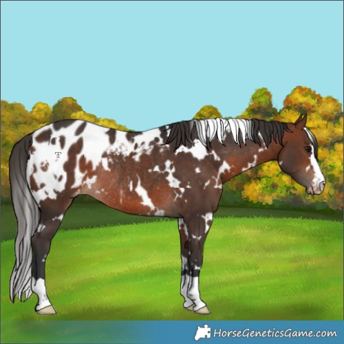 Horse Color:White Spotted Bay Appaloosa Rabicano 