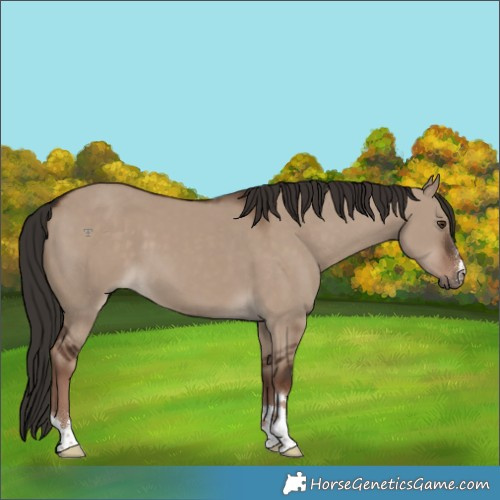 Horse Color:Liver Red Dun 