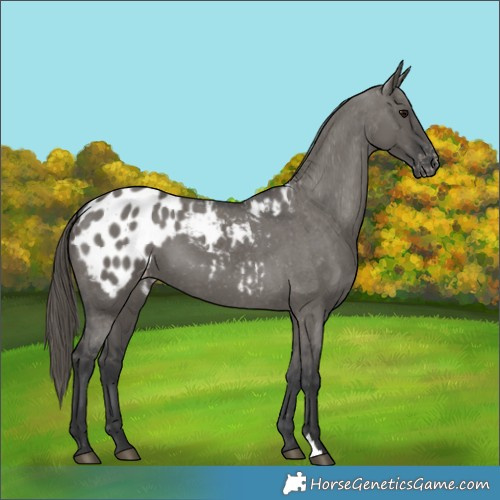 Horse Color:Grullo Blanket 