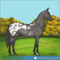 Horse Color:Grullo Appaloosa 