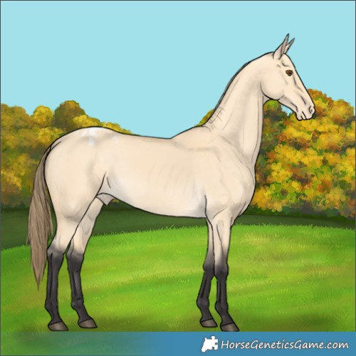 Horse Color:Buckskin Dun Appaloosa 