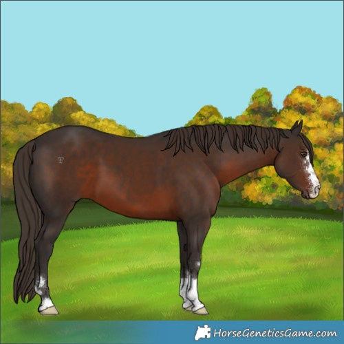 Horse Color:Liver Chestnut 