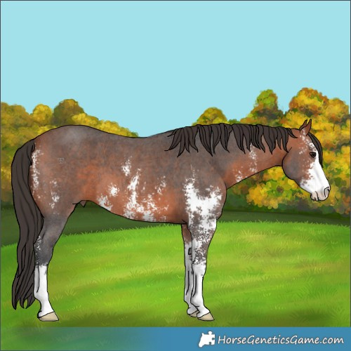 Horse Color:Bay Sabino 