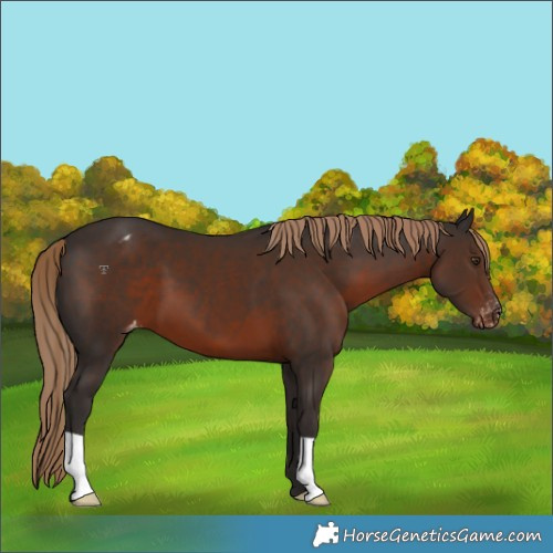 Horse Color:Liver Chestnut Appaloosa 