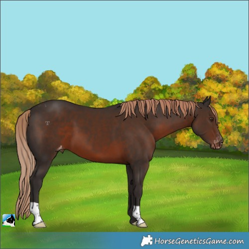 Horse Color:Liver Chestnut Appaloosa 