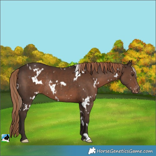 Horse Color:White Spotted Liver Chestnut Appaloosa Rabicano 
