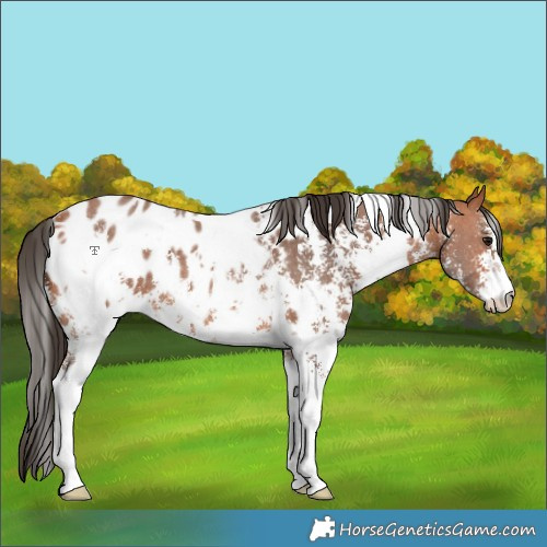 Horse Color:White Spotted Bay Sabino Appaloosa 