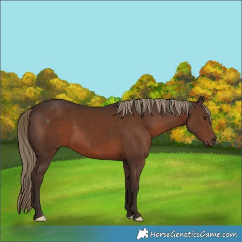 Horse Color:Liver Chestnut 
