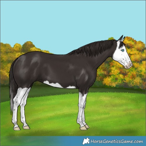 Horse Color:Liver Chestnut Splash 