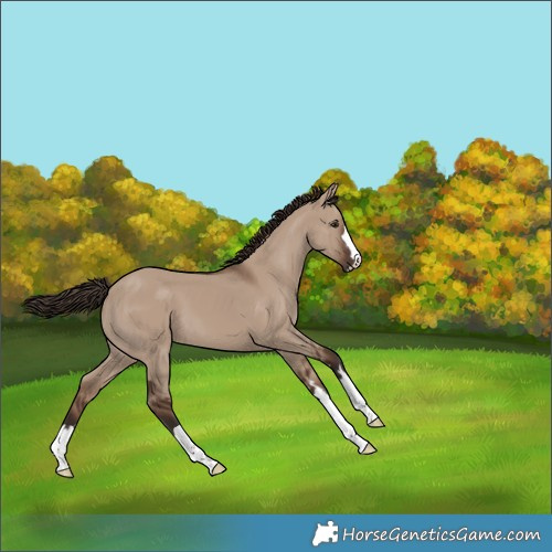 Horse Color:Liver Red Dun 