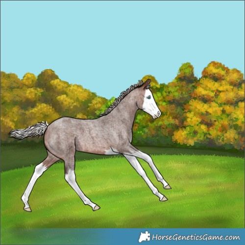 Horse Color:Silver Brown Roan Splash Varnish