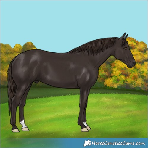 Horse Color:Liver Chestnut 