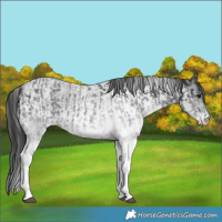 Horse Color:White Spotted Blue Roan Rabicano and White Spotted Blue Roan Rabicano