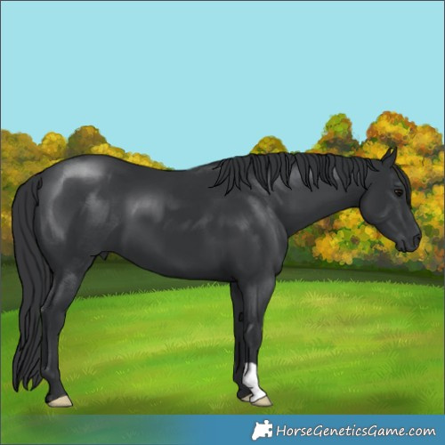 Horse Color:Black 