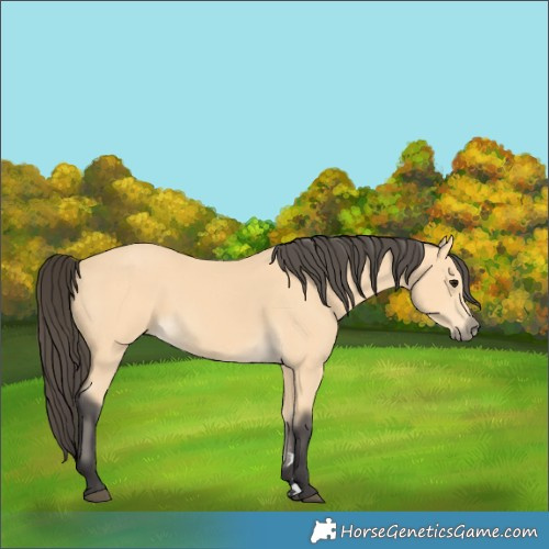 Horse Color:Buckskin 