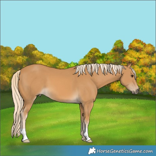 Horse Color:Palomino 