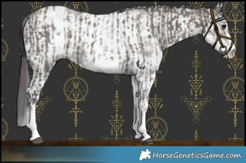 Horse Color:White Spotted Smoky Grullo Rabicano  and White Spotted Smoky Grullo Rabicano 
